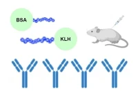 KLH, BSA ili OVA konjugirani s peptidom